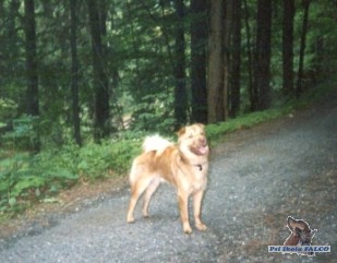 K��enec �arpej, pes (18 m�s.)