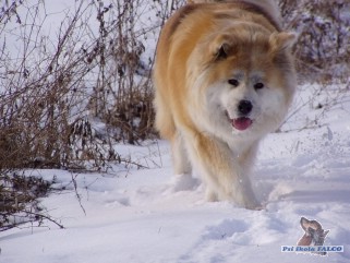 Akita-inu (nestandardn�), fena (5 let)