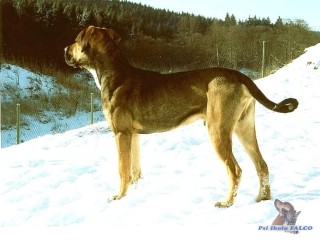 Bandog, pes (20 m�s.)