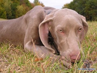 V�marsk� oha�, fena (8 m�s.)