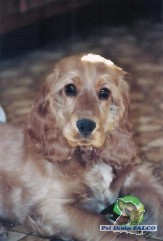 Kokr�pan�l, pes (6 m�s.)