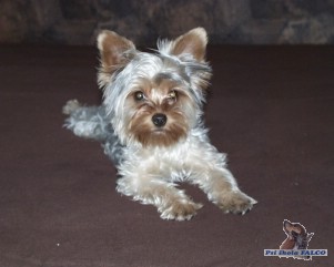 Jork�irsk� teri�r, pes (2 roky)