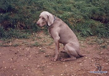 V�marsk� oha�, pes