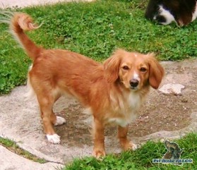 K��enec jezev��ka, fena (3 roky)