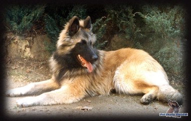 Belgick� ov��k, pes (7 m�s.)