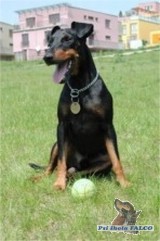 Manchestersk� teri�r, pes (3 roky)