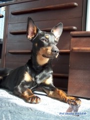 K��enec pin�e, pes (2 roky)