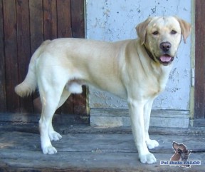 Labrador, pes (18 m�s.)