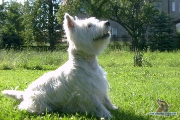 West highland white terrier, pes (16 m�s.)