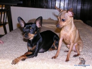 Pra�sk� krysa��k, feny (2,5 roku)