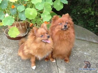 �pic, feny (8 m�s., 4 roky)