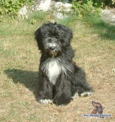 Tibetsk� teri�r, fena (5 m�s.)