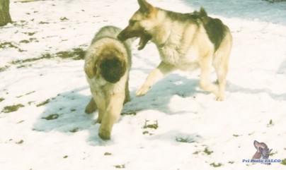 Leonberger a NO, pes a fena