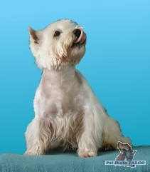 West Highland White Terrier, pes (6 rok�)