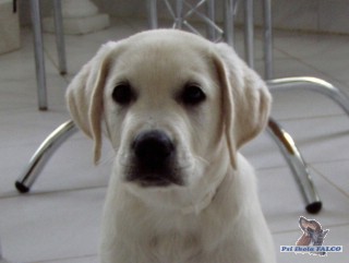Labrador, pes (11 t�dn�)