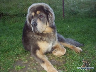 Tibetsk� doga, pes (9 m�s.)