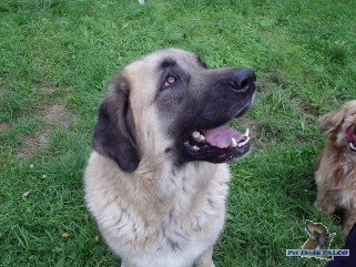 Kavkazsk� pasteveck� pes, fena