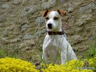 Parson Russell Terrier, fena (16 m�s.)