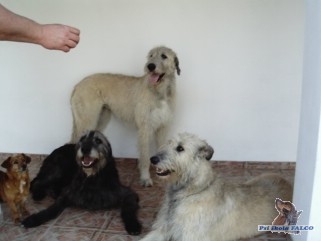 Sme�ka - zleva k��enec (fena) & 3x irsk� vlkodav (1 pes, 2 feny)