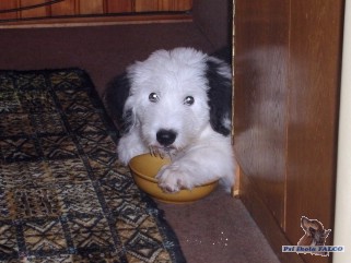 Bobtail, pes (4 m�s.)