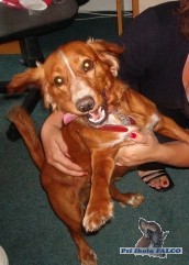 K��enec kokra a ZR, pes (2 roky)