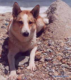 Z�padosibi�sk� lajka, fena