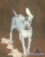 Peru�nsk� nah��, pes (4 m�s.)