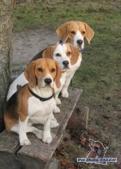 Beagle, feny (6/5/3 roky)