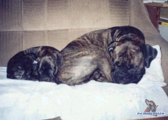 Boxer, matka a dcera (2 roky, 6 m�s.)