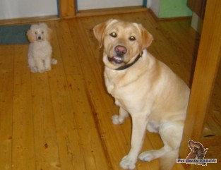 Labrador a trpasli�� pudl, psi (2 roky, 7 m�s.)