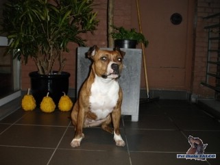 AMSTAF, fena (3,5 roku)