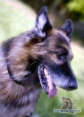 N�meck� ov��k, pes (8,5 roku)