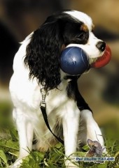 Cavalier King Charles Spaniel, pes (1 rok)