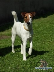 Hladkosrst� foxteri�r, pes (2 roky)