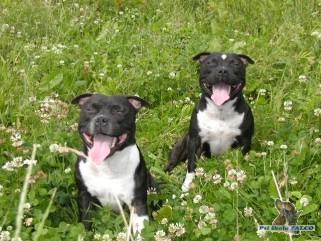 Stafford��rsk� bulteri�r, psi (1,5 roku)