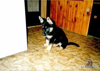 �t�n� NO, pejsek