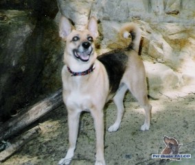 NO x hladkosrst� foxteri�r, fena (7 let)