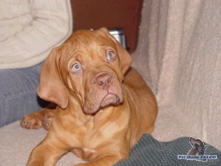 Bordeauxsk� doga, pes (11 t�dn�)