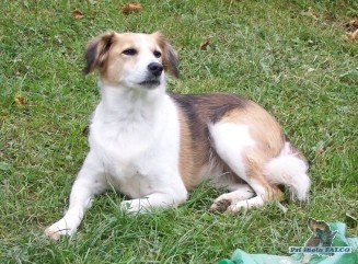 K��enec, fena (11 let)