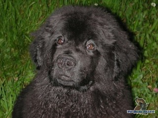 Novofoundlandsk� pes, pes (4 m�s�ce)