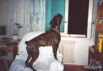 Boxer, fena (3 roky)