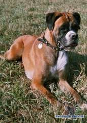 Boxer, fena (5 let)