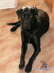 K��enec labradora, pes (5 let)