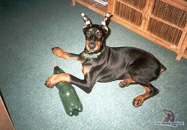 �t�n� dobrmana, fenka