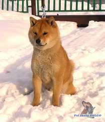 Shiba-inu, pes (7 m�s�c�)