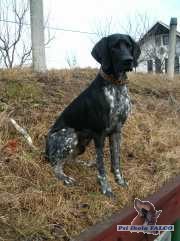 Evropsk� sa�ov� pes, pes