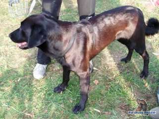 Brazilsk� fila x NO, fena (3 roky)