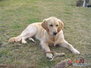 Zlat� retr�vr, fena (7 m�s.)