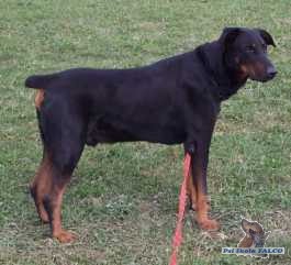 Dobrman, pes (9 let)