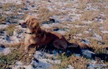 K��enec kokr x jezev��k, pes (21 m�s.)